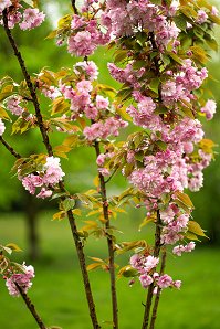 Prunus serrulata 'Kanzan'_24-04-2023_5.jpg