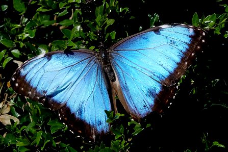 Morpho1