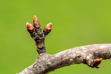 Prunus serrulata 'Kanzan'_18-03-2024.jpg