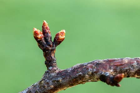 Prunus serrulata 'Kanzan'_20-03-2024.jpg