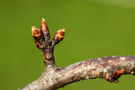 Prunus serrulata 'Kanzan'_21-03-2024.jpg