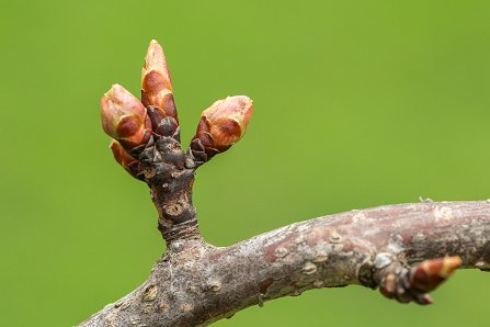 Prunus serrulata 'Kanzan'_27-03-2024.jpg