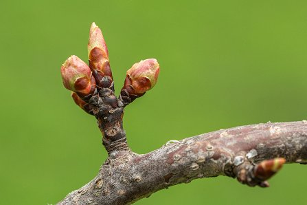 Prunus serrulata 'Kanzan'_29-03-2024.jpg