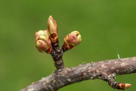 Prunus serrulata 'Kanzan'_31-03-2024.jpg
