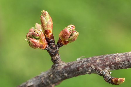 Prunus serrulata 'Kanzan'_01-04-2024.jpg