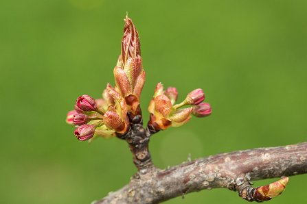 Prunus serrulata 'Kanzan'_03-04-2024.jpg