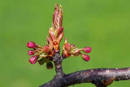 Prunus serrulata 'Kanzan'_04-04-2024.jpg