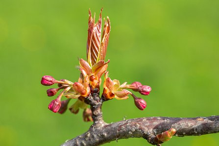 Prunus serrulata 'Kanzan'_05-04-2024.jpg