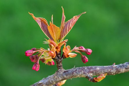 Prunus serrulata 'Kanzan'_06-04-2024.jpg