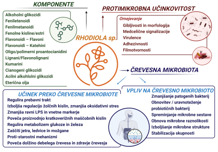 Rhodiola slo 1.png