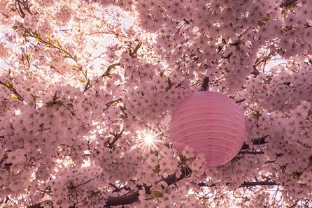 HANAMI2