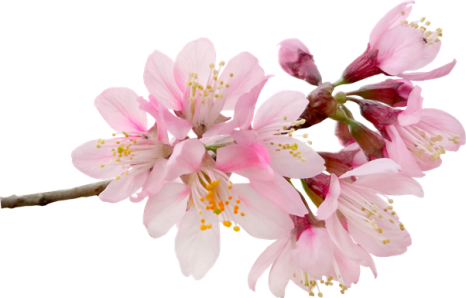sakura