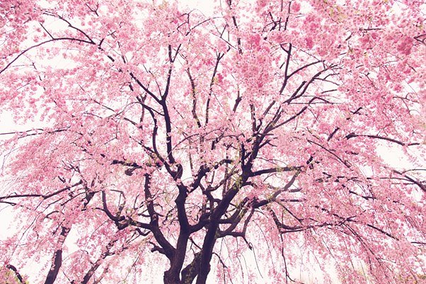 Spring into the countdown to the third Hanami Festival of the