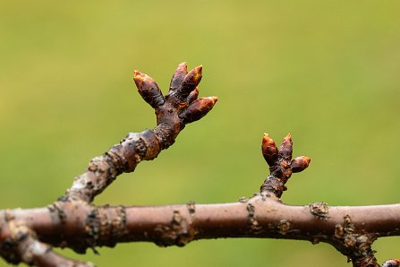 Prunus serrulata 'Kanzan'_11-03-2025