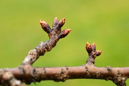 Prunus serrulata 'Kanzan'_12-03-2025