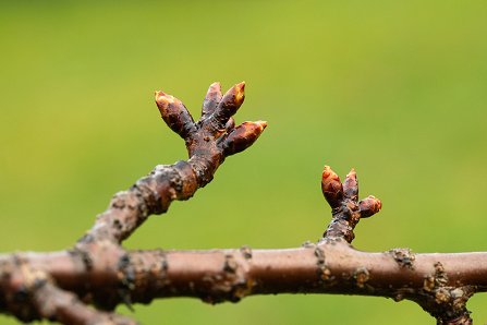 Prunus serrulata 'Kanzan'_13-03-2025