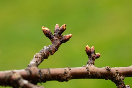 Prunus serrulata 'Kanzan'_17-03-2025