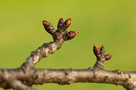 Prunus serrulata 'Kanzan'_18-03-2025