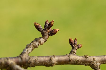 Prunus serrulata 'Kanzan'_19-03-2025