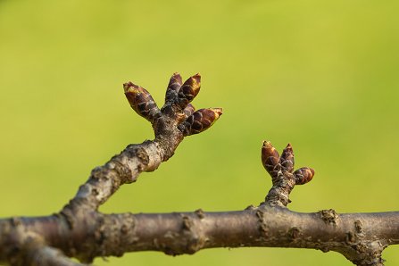Prunus serrulata 'Kanzan'_20-03-2025