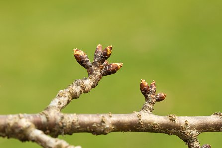Prunus serrulata 'Kanzan'_21-03-2025