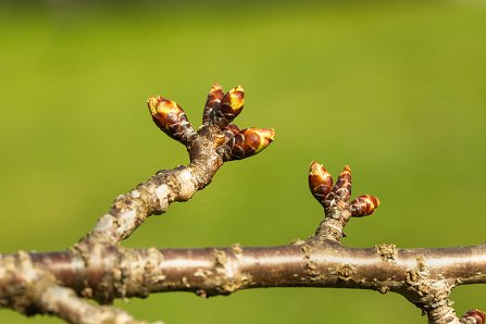 Prunus serrulata 'Kanzan'_24-03-2025