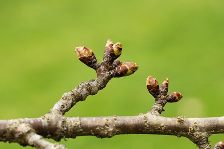 Prunus serrulata 'Kanzan'_27-03-2025