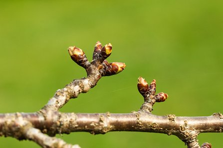 Prunus serrulata 'Kanzan'_25-03-2025