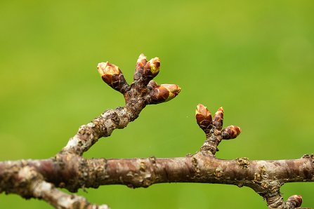 Prunus serrulata 'Kanzan'_26-03-2025