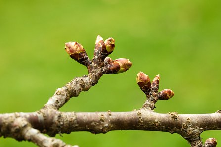 Prunus serrulata 'Kanzan'_28-03-2025