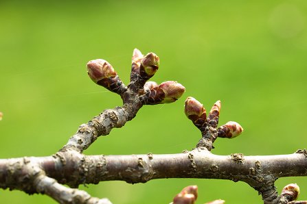 Prunus serrulata 'Kanzan'_31-03-2025