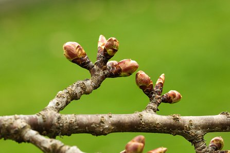 Prunus serrulata 'Kanzan'_01-04-2025