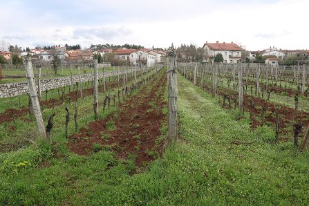 Poskusni vinograd v Komnu