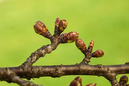 Prunus serrulata 'Kanzan'_02-04-2025
