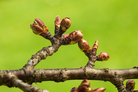 Prunus serrulata 'Kanzan'_03-04-2025