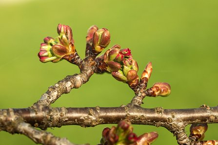 Prunus serrulata 'Kanzan'_04-04-2025