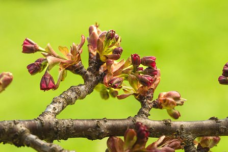 Prunus serrulata 'Kanzan'_07-04-2025