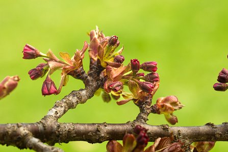 Prunus serrulata 'Kanzan'_08-04-2025