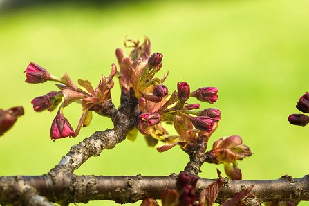 Prunus serrulata 'Kanzan'_09-04-2025