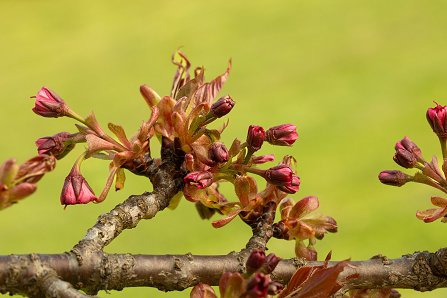 Prunus serrulata 'Kanzan'_10-04-2025