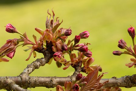 Prunus serrulata 'Kanzan'_11-04-2025
