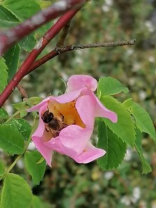 IMG_20200525_152658