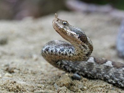 modras1