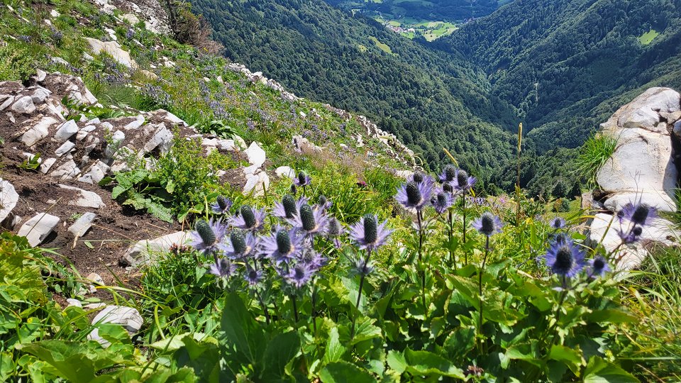 Kraljica in rastišče