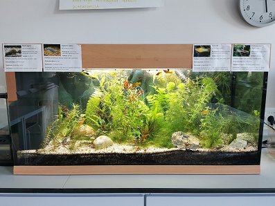 akvarij.jpg