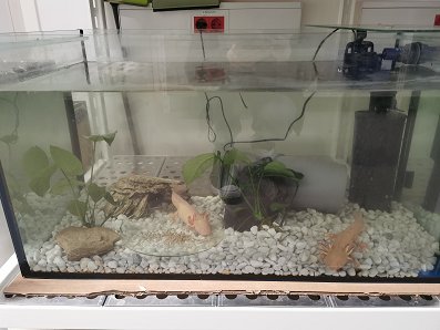 aksolotl1.jpg
