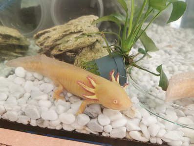 aksolotl2.jpg