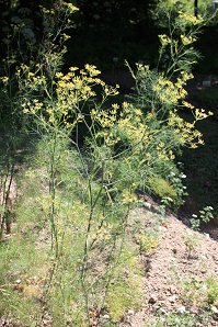 Foeniculum vulgare1