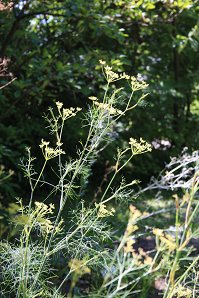 Foeniculum vulgare2