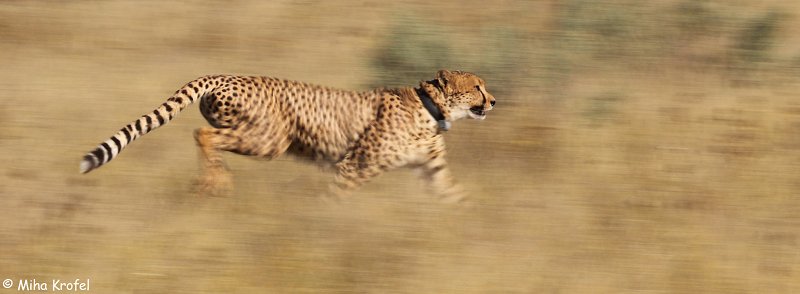 Gepardi so najhitrejše kopenske živali na svetu. Na sliki je eden izmed gepardov v Namibiji, ki so ga raziskovalci opremili s telemetrično ovratnico.